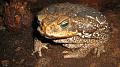 Bufo paracnemis - Rhinella schneideri 02